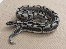 TSKinc Axanthic Spider Updated Pics