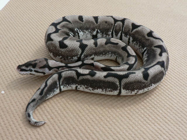 TSKinc Axanthic Spider Updated Pics