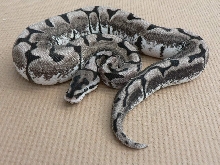 TSKinc Axanthic Spider Updated Pics #2