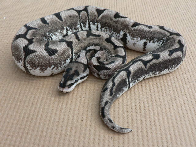 TSKinc Axanthic Spider Updated Pics #2