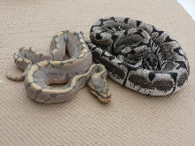 TSKinc Axanthic Spider Updated Pics #3