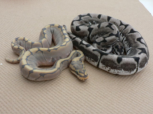 TSKinc Axanthic Spider Updated Pics #3