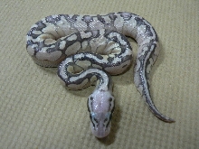 Super Pastel Lesser #1
