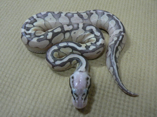 Super Pastel Lesser #1