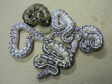Normal, Pastel Lesser, 3 Super Pastel Lessers