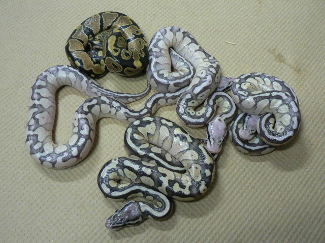 Normal, Pastel Lesser, 3 Super Pastel Lessers
