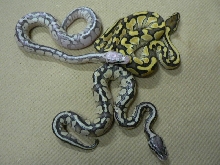 Lesser, Pastel Lesser, Super Pastel Lesser