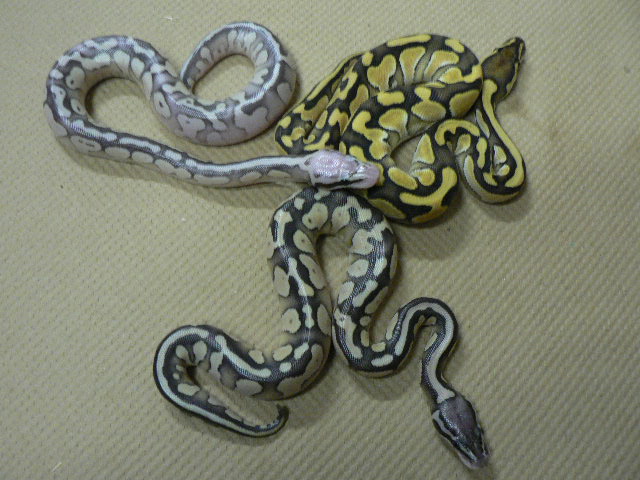 Lesser, Pastel Lesser, Super Pastel Lesser