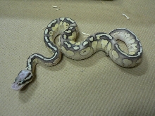 Super Pastel Lesser #2