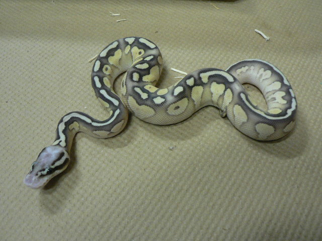 Super Pastel Lesser #2