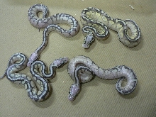 3 hatchling Super Pastel Lessers, 1 shed and fed Super Pastel Lesser