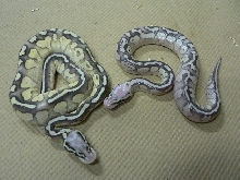 Super Pastel Lesser #3