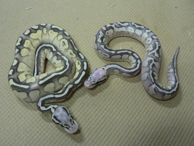 Super Pastel Lesser #3