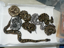 2009 Axanthic Spider Clutch #1 (TSK)