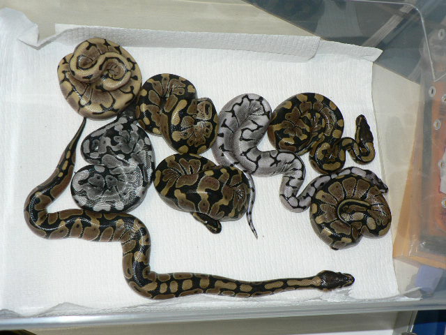 2009 Axanthic Spider Clutch #1 (TSK)