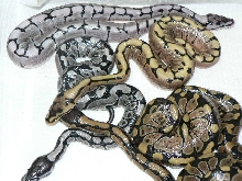 2009 Axanthic Spider Clutch #2 (TSK