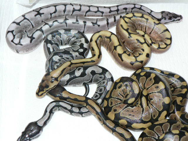 2009 Axanthic Spider Clutch #2 (TSK