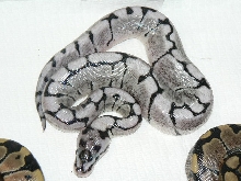 2009 Axanthic Spider Clutch #3 (TSK)