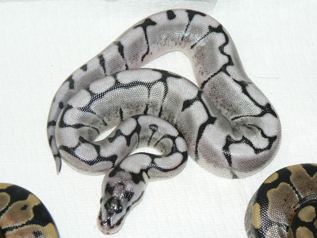 2009 Axanthic Spider Clutch #3 (TSK)