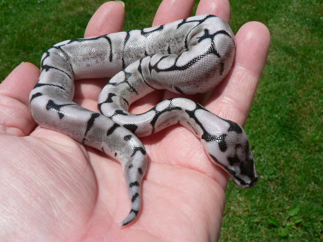 2009 Axanthic Spider female outside pic