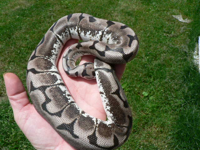 2008 Axanthic Spider male new pic #2