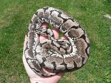 2008 Axanthic Spider male new pic #1