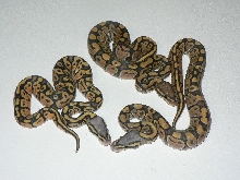09 weird Hypo Pastel with Pastel Hypo & Hypo Sibs