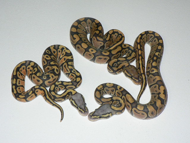 09 weird Hypo Pastel with Pastel Hypo & Hypo Sibs