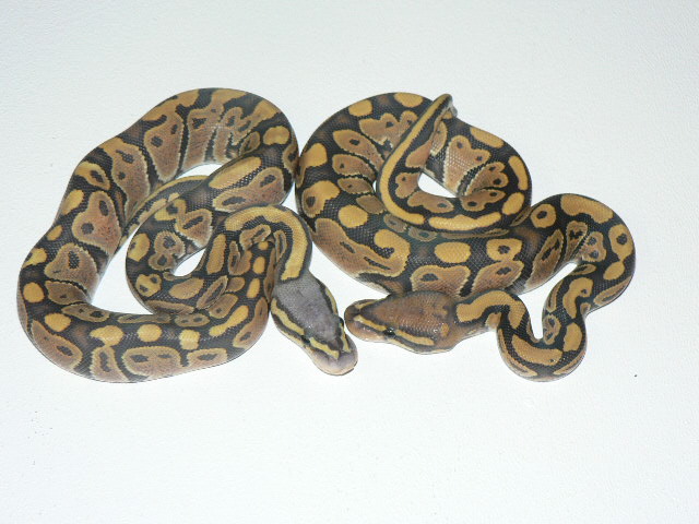 09 weird Hypo Pastel with Hypo Sib