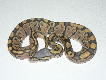 09 weird Hypo Pastel pic#1