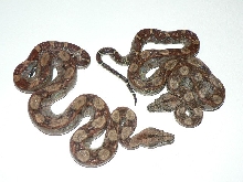 2009 CA dh Pewter pair
