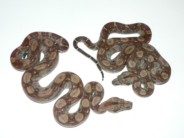 2009 CA dh Pewter pair