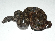 2009 CA Motley het Pewter female pic#1