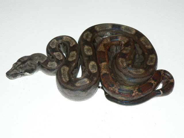 2009 CA Motley het Pewter female pic#1