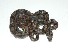 2009 CA Motley het Pewter female pic#2