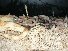 2009 Albino Motley litter