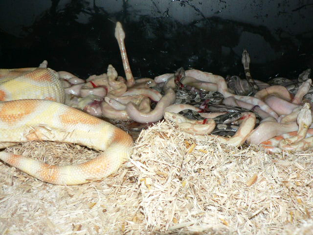 2009 Albino Motley litter