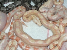 2009 nice Albino Motley