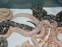 2009 Albino Motley group shot