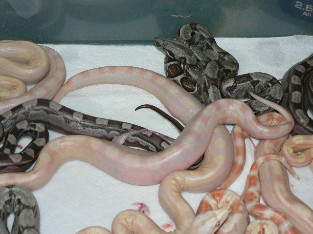 2009 Albino Motley group shot