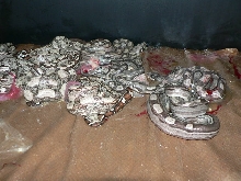 2009 Motleybesque het Albino litter #1