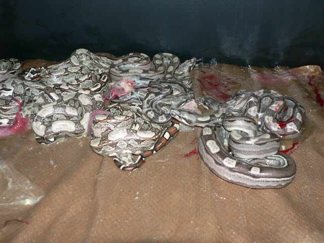 2009 Motleybesque het Albino litter #1
