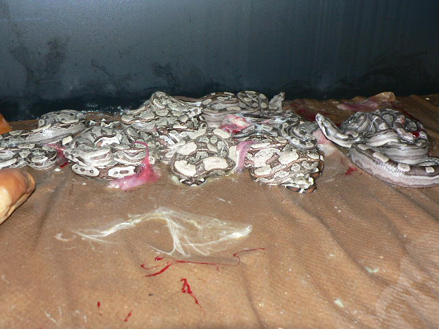 2009 Motleybesque het Albino litter #2
