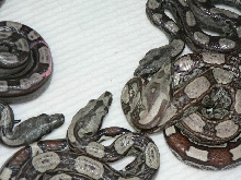 2009 Motleybesque het Albino litter #3