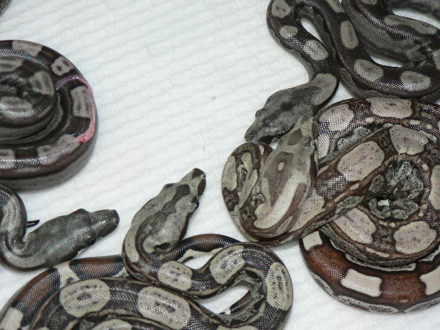 2009 Motleybesque het Albino litter #3