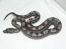 2009 Motleybesque het Albino litter #6
