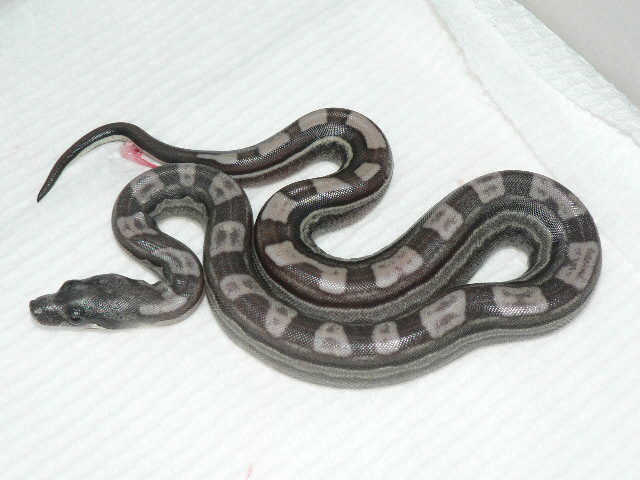 2009 Motleybesque het Albino litter #6