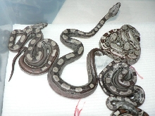 2009 Motleybesque het Albino litter #7