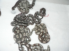 2009 Motleybesque het Albino litter #8
