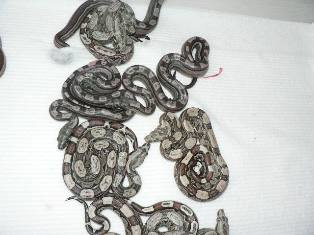 2009 Motleybesque het Albino litter #8
